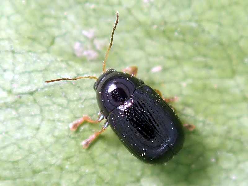 Chrysomelidae: Cryptocephalus sp.